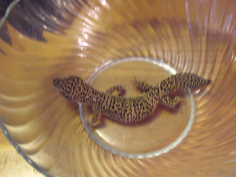 mes gecko leopard quelqun peut t il me dire leurs phase merci Dscf1115