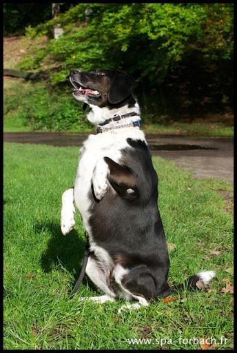 San croisée beagle née en 2010 - Refuge SPA de Forbach San_x_11