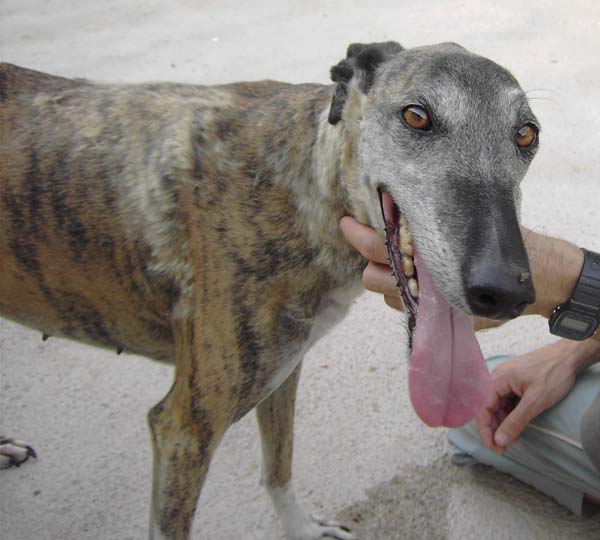 Pon un galgo en tu vida BCN Sambra10