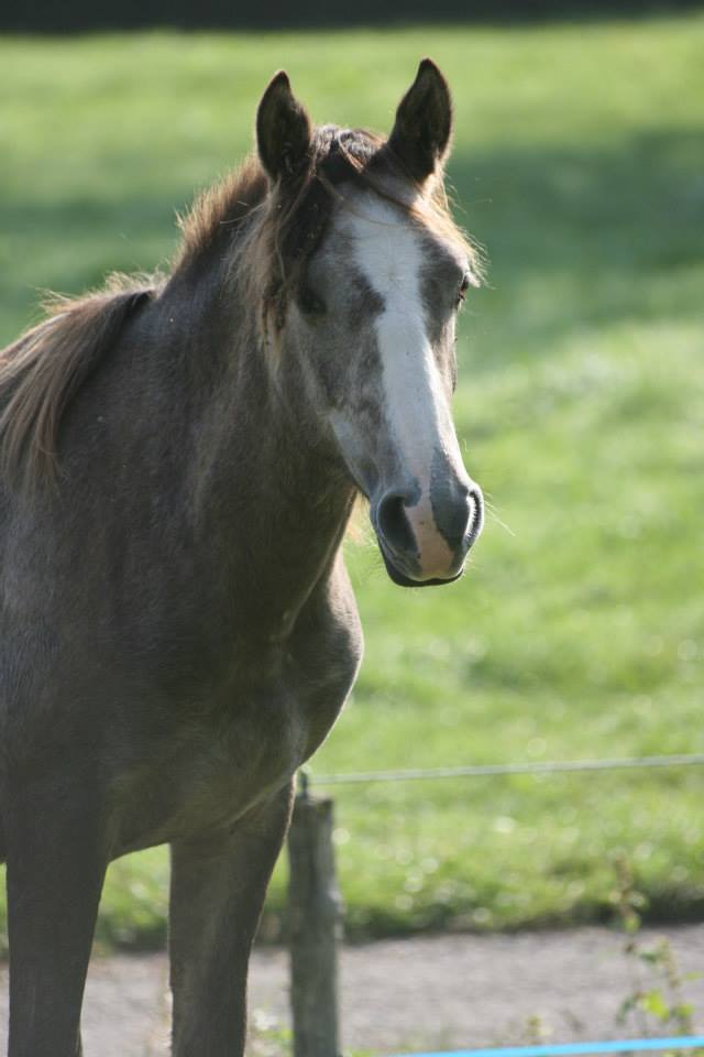 Vends pouliche 2 ans (fille de Sheitan) 10494811