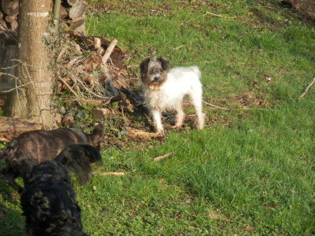 FENNY, croisée griffon, 5 ans - F 2015-013