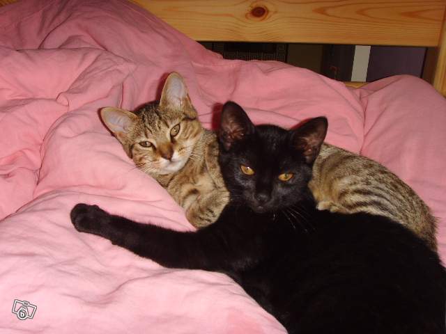 Trouvés 2 chatons mâles 3 mois 1 tigré 1 noir Oraison 04 Chaton10