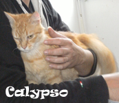 CALYPSO, femelle rousse poils mi-longs, 4 ans env. Calyps11