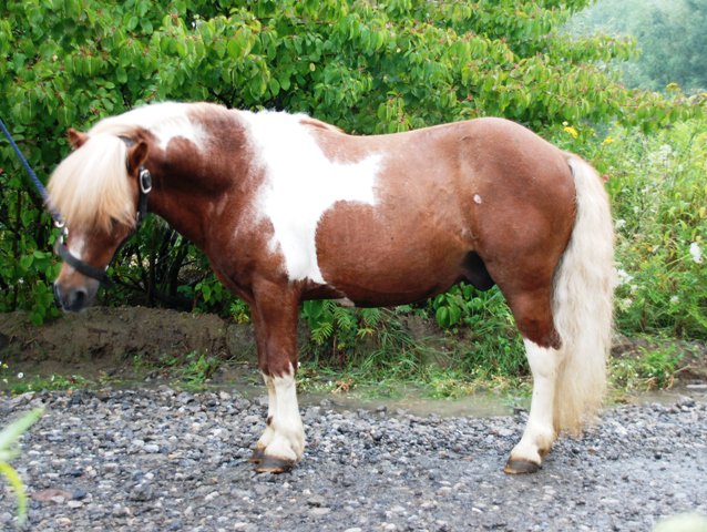 Poney pie bai cheap