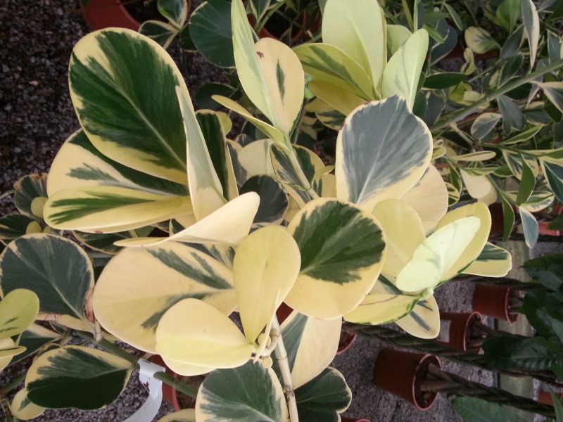 Clusia rosea variegata 20150220