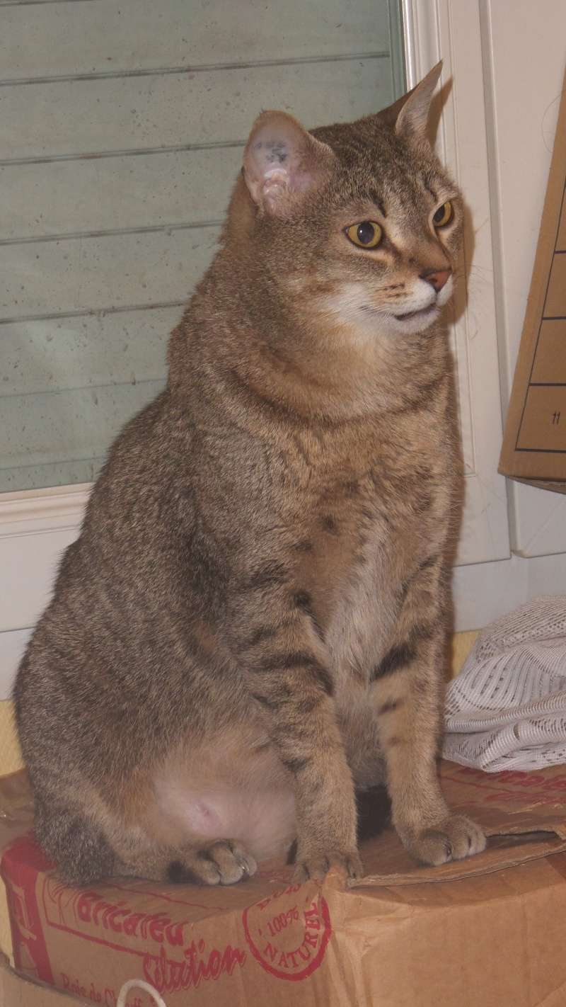  CHOUQUETTE, européenne brun tabby, 8 ans 1/2 , F - Page 2 2015-010