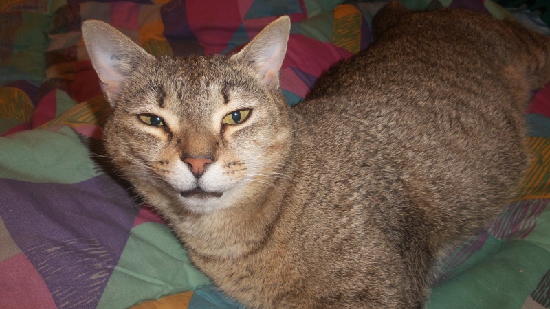  CHOUQUETTE, européenne brun tabby, 8 ans 1/2 , F - Page 2 2015-011