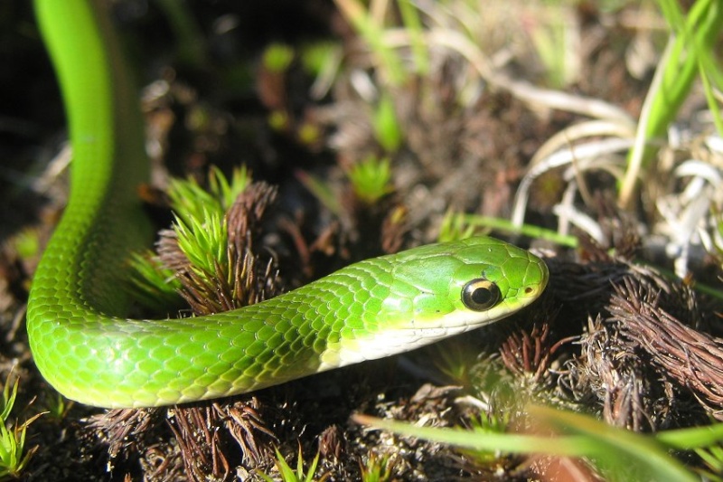 photos de reptiles et amphibiens de vos jardins - Page 8 Cve0010