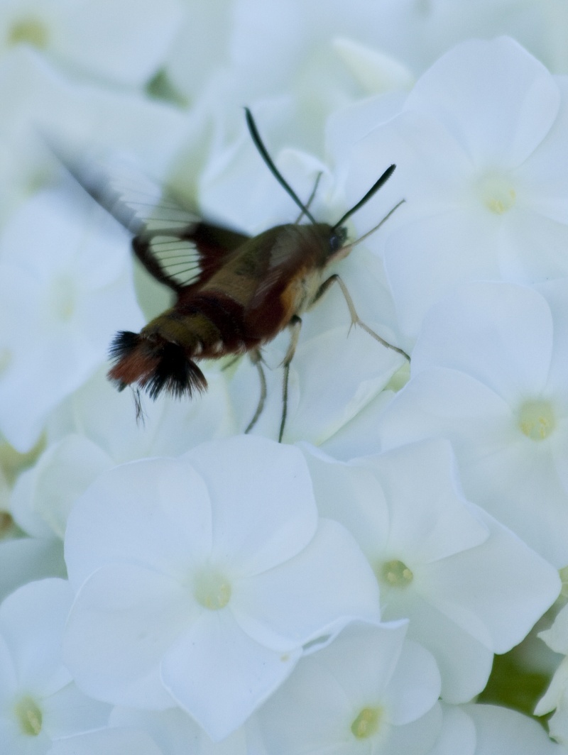 Mais c'est quoi cette drôle de Bibitte la???? Insect11