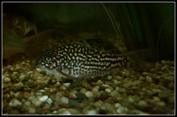 Corydoras elegans "pestai" Corydo10