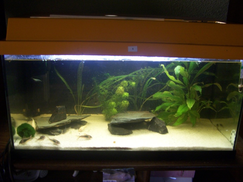 60 L corydoras ! 100_8612