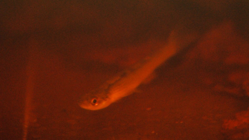 poisson - Poisson du Pérou Dsc04111