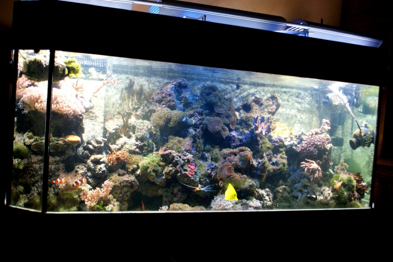 Aquarium d'eau de mer : 450 L Dsc06310