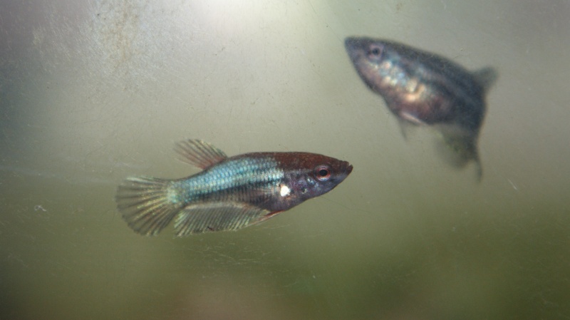 Betta splendens : HM black devil X HM salamender Dsc07112