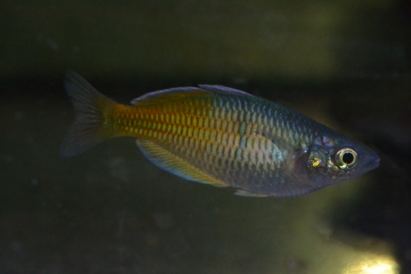 AQUARIOGUPPY - Chez Aquarioguppy Dsc_0140