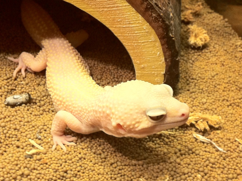 Gecko léopard Img_0015