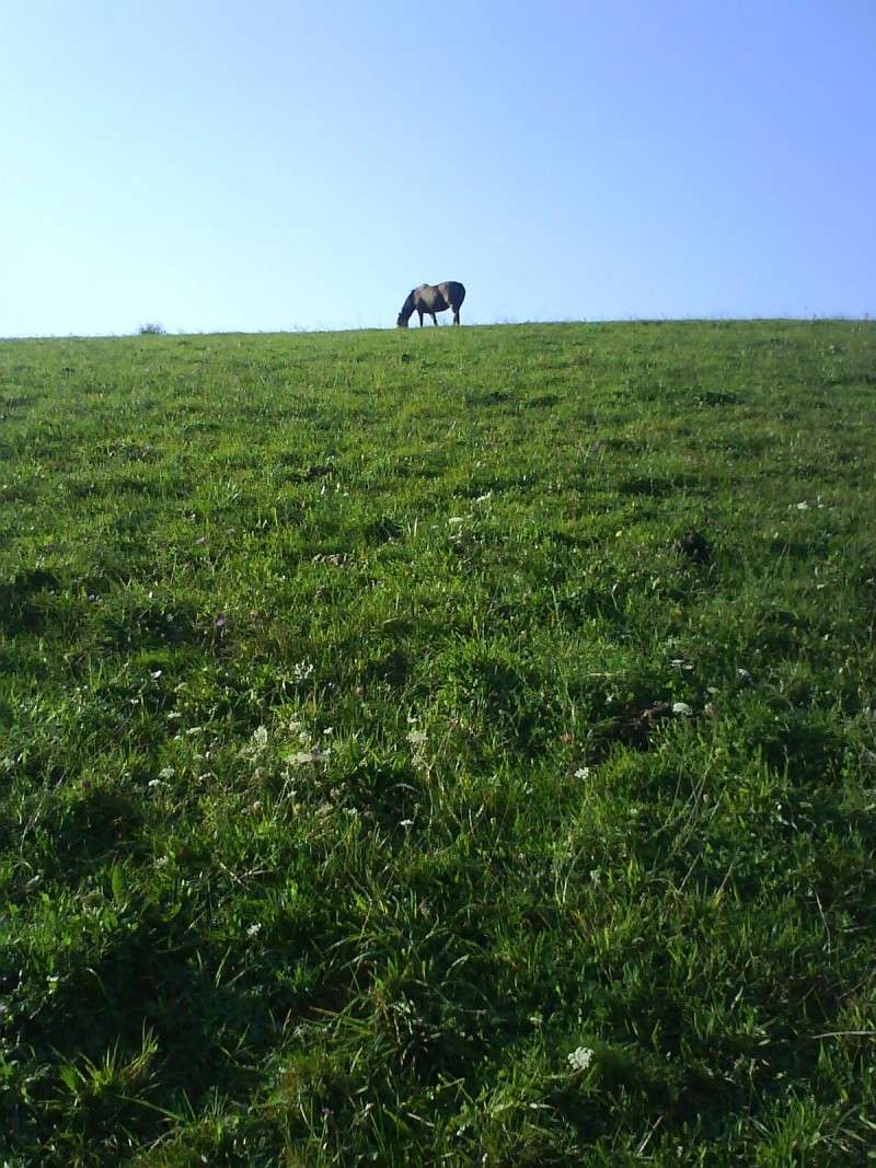 un cheval sur la colline Cahuet11