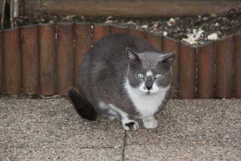 Perdu chat gris et blanc - Colomiers  Ginko10