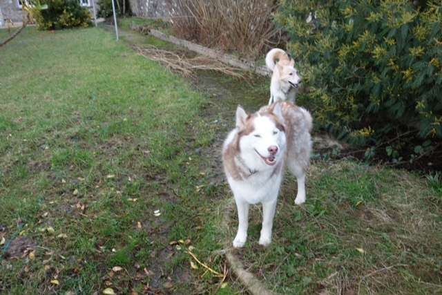 Kerouq, Sibérien Husky, 4 Ans et veut vivre sa vie. Dept 14.ADOPTE - Page 2 Kerouq10