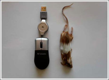 mouse Mouse11