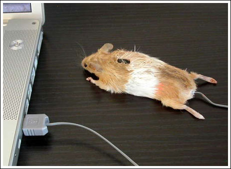 mouse Mouse_14