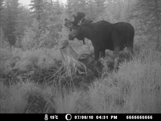  gros buck qui passe plus d,une journée   a  ma saline  Salin104