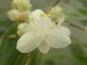 TRIPOGANDRA cumanensis  ( F.des Commelinaceae = misères ) P1090012