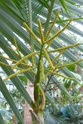 DYPSIS lutescens  P1090413