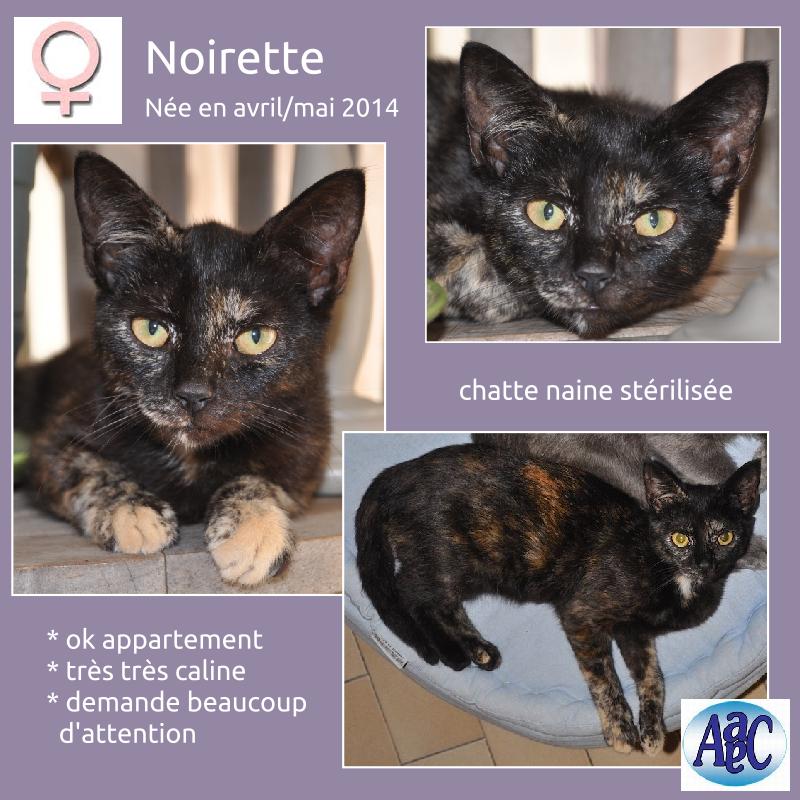 Noirette chatte naine  Noiret10