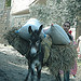 La cueillette des olives bat son plein à Ath Yâla... 19890210