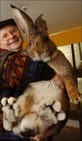 اكبر ارنب فى العالم 5510