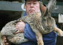 اكبر ارنب فى العالم Bigrab10