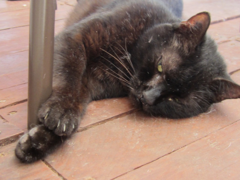 [Sauvetage] Boucan, chat ronronneur noir Img_0110