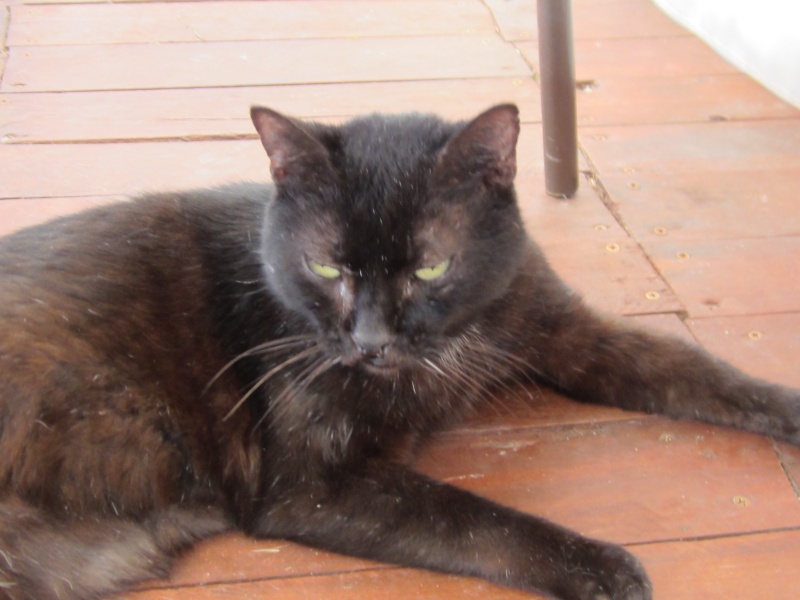 [Sauvetage] Boucan, chat ronronneur noir Img_0111