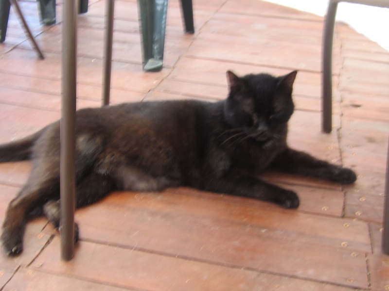 [Sauvetage] Boucan, chat ronronneur noir Img_0112