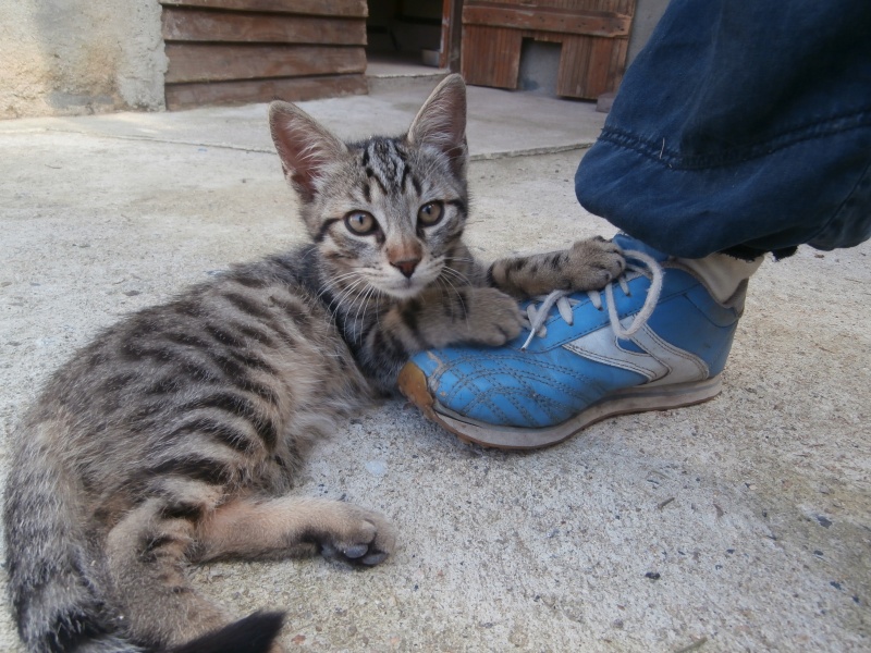 SUZUKI (chaton mâle tigré) P7160214