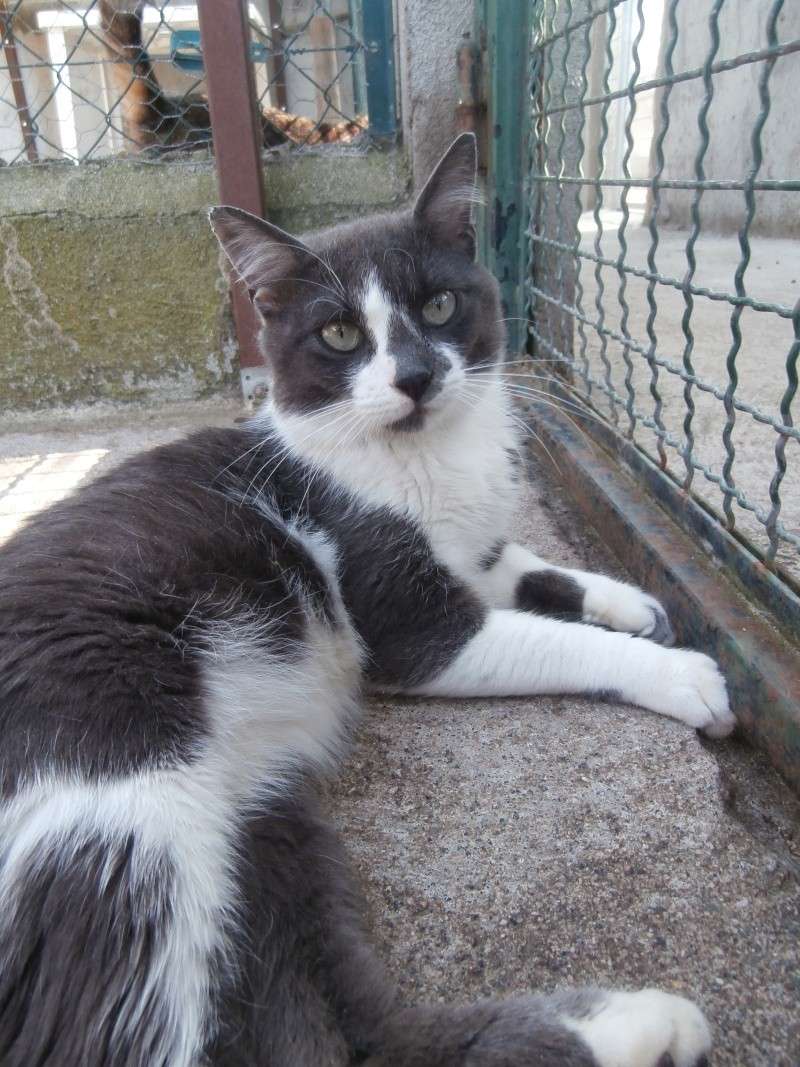 FILOU (mâle européen gris chartreux et blanc) P7160224