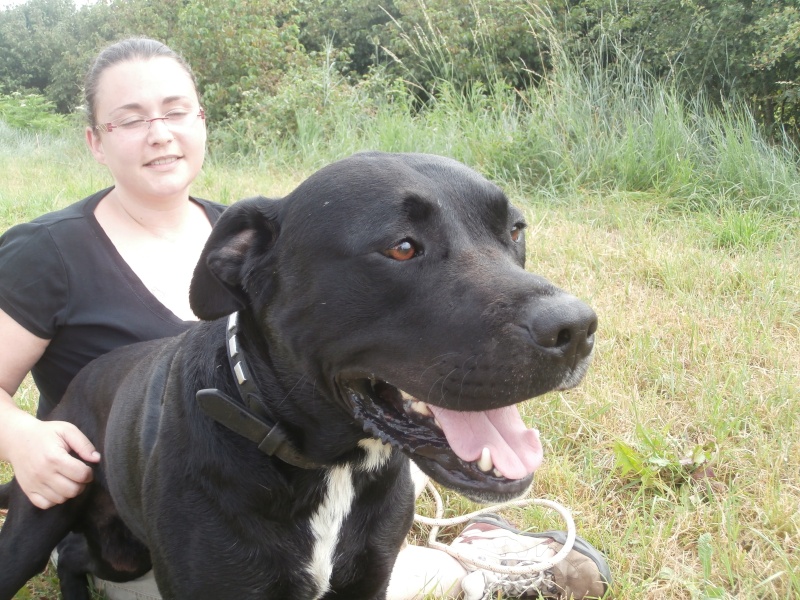 SAM (mâle croisé labrador identifié) réservé P7170026