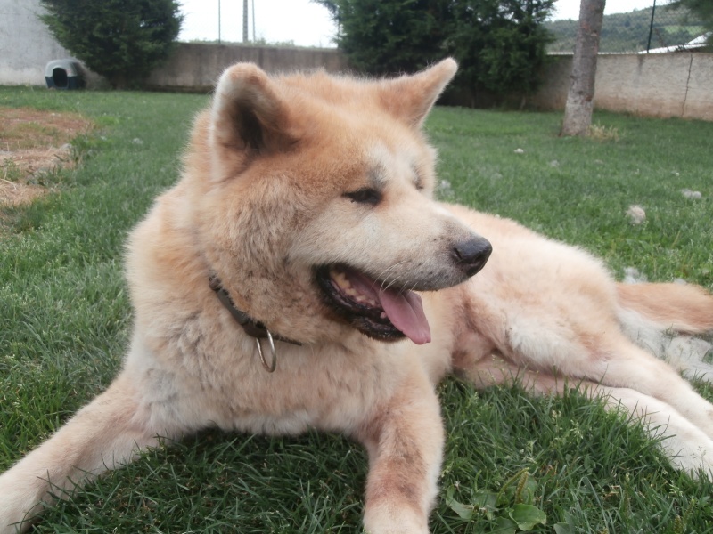 TECH akita inu(m) 13 ans pas de chiens.enfants et chats ok REF:63 ADOPTE P8060021