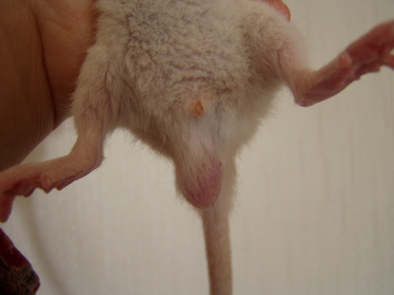 rat avec une seule testicule et sang ds les urines Rat_un10