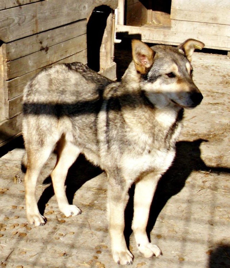 MIGOU - mâle croisé, taille moyenne à grande, né en 2012 (PASCANI) - ADOPTE PAR Marion (dpt54) 10152610