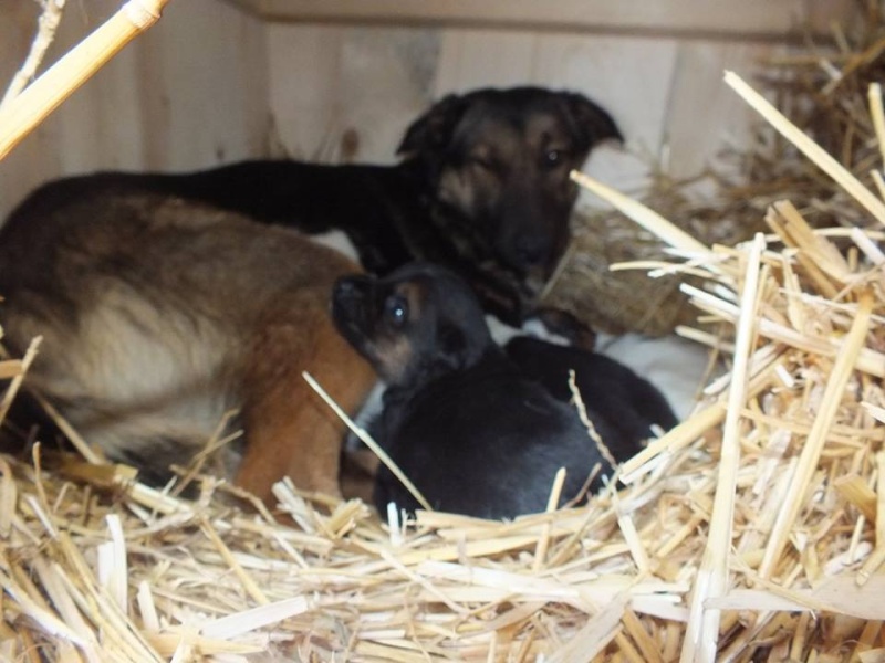 BAMBOU, chiot croisé de taille moyenne à grande né en janvier 2015 (Anda) 10906011