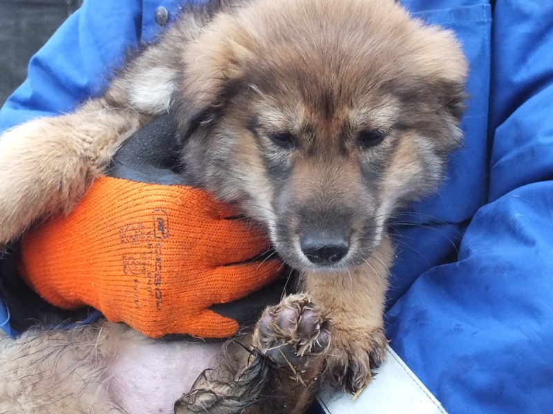 URSA, chiot femelle de taille moyenne à grande, 4 mois environ (Olténita) 10930810