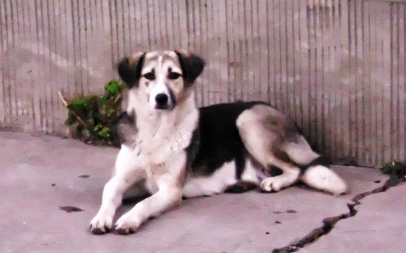 LUCILLE - femelle croisée de taille moyenne, née en 2012 - ( PASCANI )  - réservée adoption par ladyly (22) - décédée Lucill11