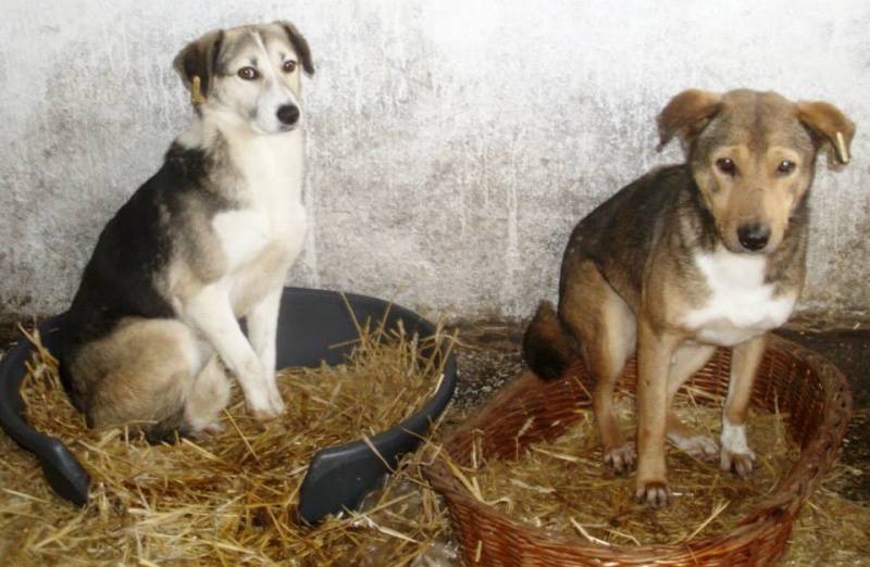 LUCILLE - femelle croisée de taille moyenne, née en 2012 - ( PASCANI )  - réservée adoption par ladyly (22) - décédée Q5yb10