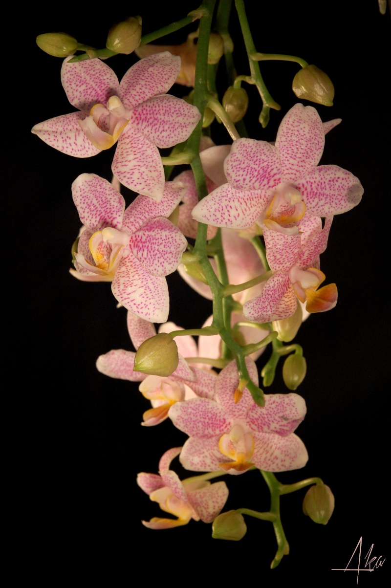 Phalaenopsis hybride de tetraspis Cadeau10