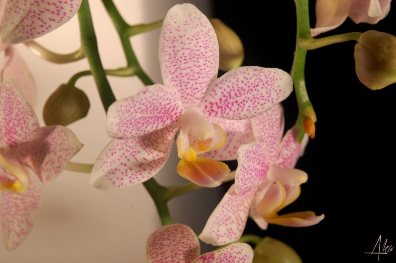 Phalaenopsis hybride de tetraspis Cadeau11