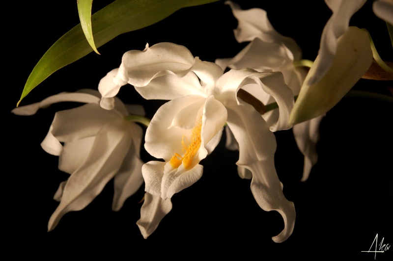 Coelogyne cristata Coe210