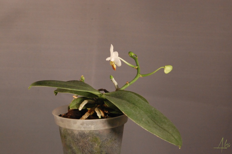 Phalaenopsis lobbii f. flava Lobbi110