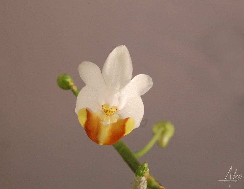 Phalaenopsis lobbii f. flava Lobbi310
